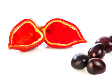 Sterculia monosperma