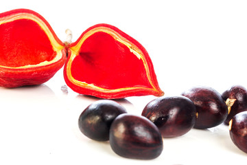 Sterculia monosperma