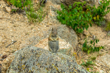 Squirrel holding a flower