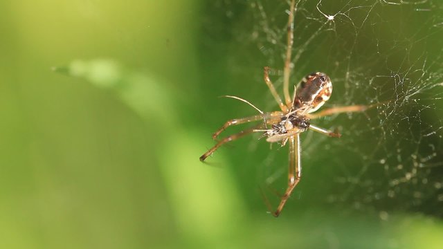 Spider