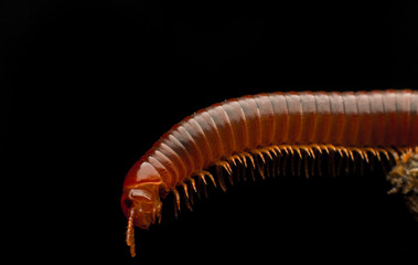 close up of the millipede walkking on wood