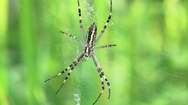 Garden spider. Araneus diadematus