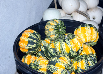 Pumpkins/ White pumpkins and green, yellow, and orange pumpkins in black containers.