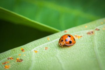Ladybug on a leaf