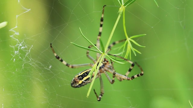 Garden spider. Araneus diadematus