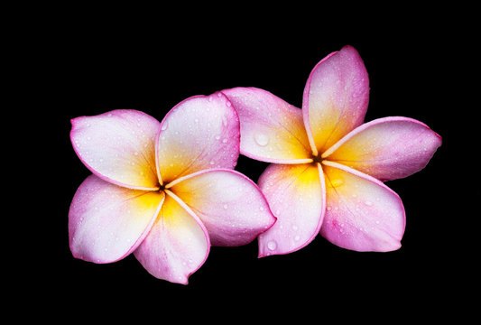 Fototapeta Plumeria flower on black background