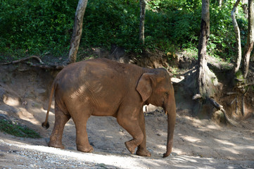 Thai Elephant