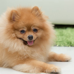 pomeranian dog cute pets happy in home