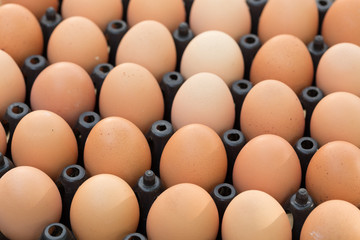 fresh organic eggs from chicken farm agriculture for sale