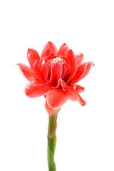 Tropical flower of Pink torch ginger. (Etlingera elatior (Jack)