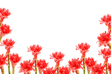 Tropical flower of Pink torch ginger. (Etlingera elatior (Jack)