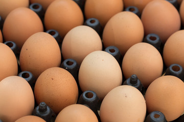 fresh organic eggs from chicken farm agriculture for sale