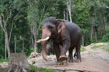Thai Elephant