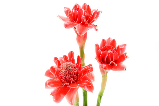 Tropical flower of Pink torch ginger. (Etlingera elatior (Jack)