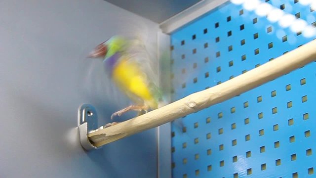 Tropical birds