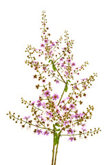 White and pink of Cananga flower.