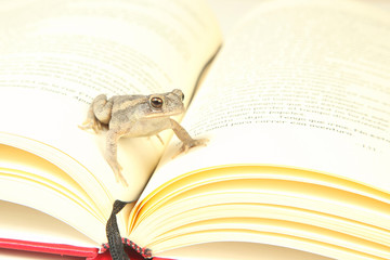 rana posando encima de un libro