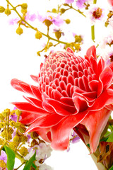 Flower arrangements with pink torch ginger flowers (Etlingera el