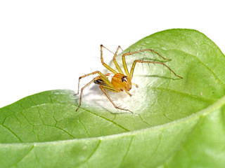 Spiders are laying eggs on the leaves.