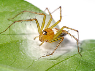 Spiders are laying eggs on the leaves.