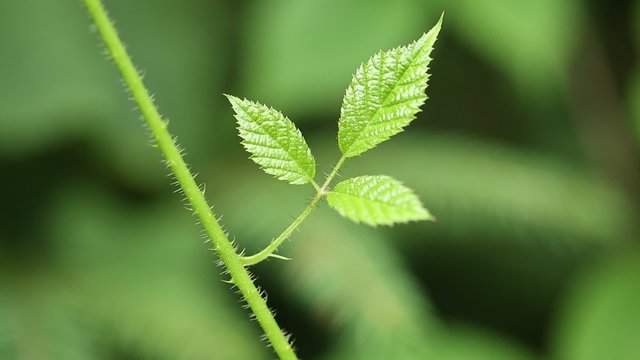 Small green leaves of blackberry bush