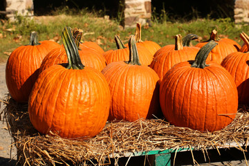 Pumpkins on the autumn market. Harvest