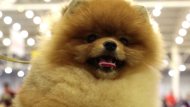 Pomeranian spitz