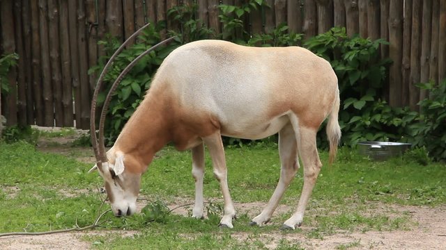 Oryx. Scimitar-horned oryx gazella