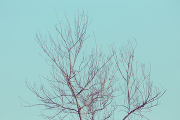 Fototapeta na wymiar big dry tree white sky background, image used filter vintage