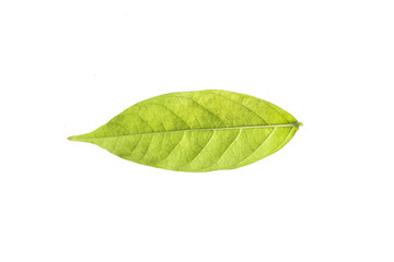 Fototapeta na wymiar leaf on white background