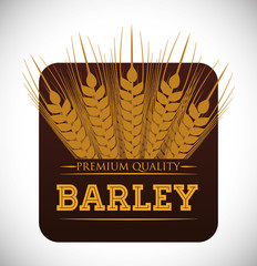 Barley design 