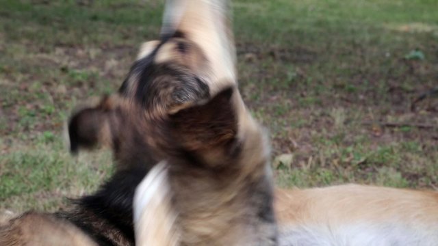 Dog scratching his ear