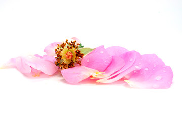Beautiful Pink rose petals isolated on white