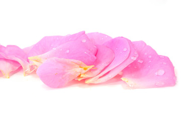 Beautiful Pink rose petals isolated on white
