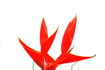 Beautiful Red Heliconia flower blooming on isolate white backgro