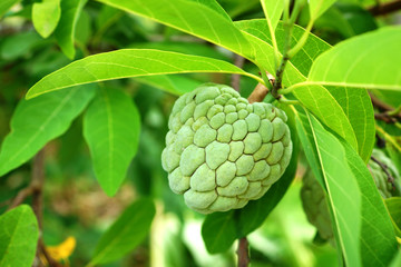 Fototapeta premium Custard apple fruit on tree. (Annona squamosa)