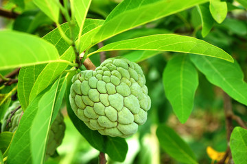 Custard apple fruit on tree. (Annona squamosa)