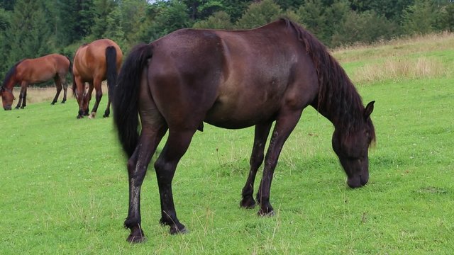 Beautiful horses in meadow