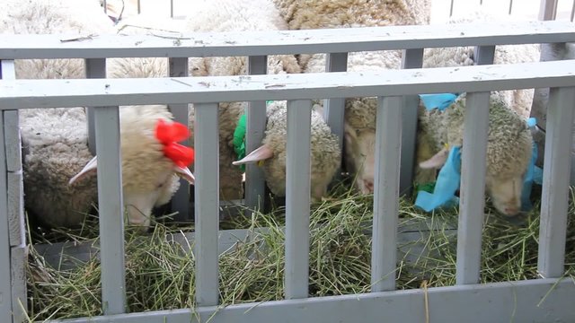 White sheeps