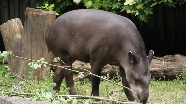 South American Tapir (Tapirus Terrestris)