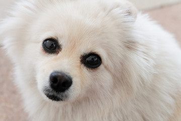 white puppy pomeranian dog cute pets looking at camera