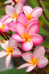 Fototapeta premium Fragrant frangipani flowers for relaxation.