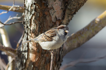 sparrow on a tree branch