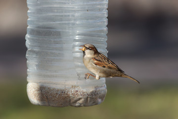 hungry sparrow