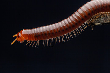 close up of the millipede walking