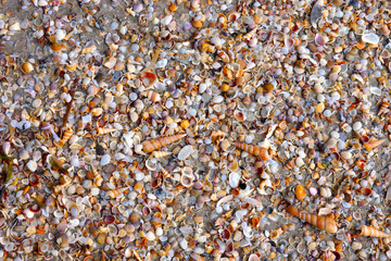 sea shells on the beach, Trang, Thailand.