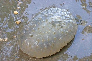 Jelly Sea cucumber on the beach.