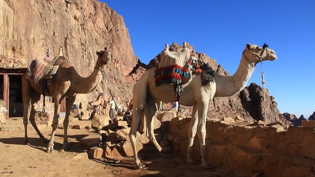 Camels. Mount Sinai. Egypt