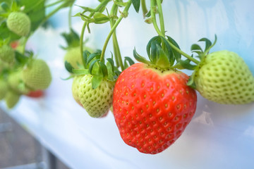 fresh organic strawberry