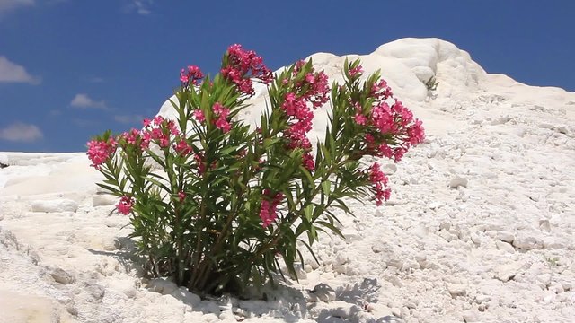 Pamukkale - cotton castle, Denizli Province in southwestern Turkey